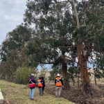 Detectan más de 50 árboles con riesgo de caída en rutas de Zapallar