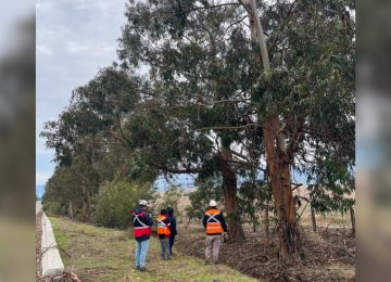 Detectan más de 50 árboles con riesgo de caída en rutas de Zapallar