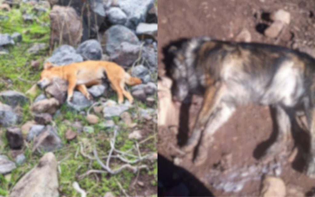 Municipio de Petorca se querella por envenenamiento de perros