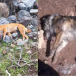 Municipio de Petorca se querella por envenenamiento de perros