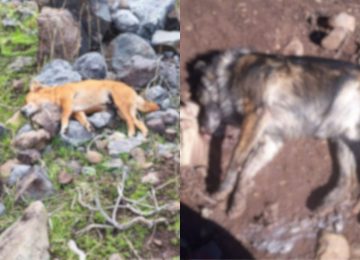 Municipio de Petorca se querella por envenenamiento de perros