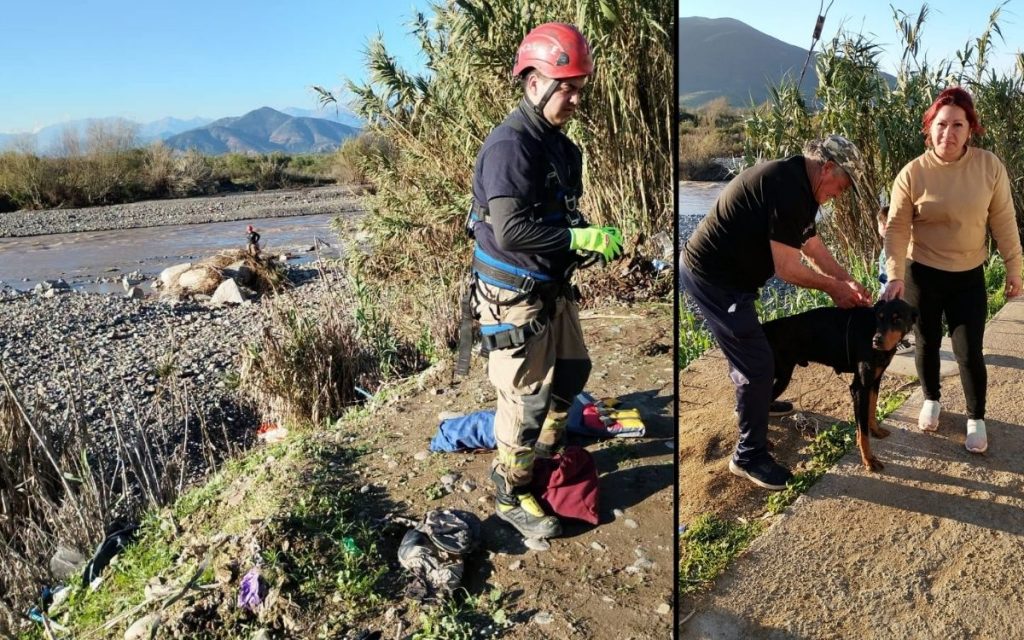 Rescataron a perro atrapado en islote del río en Quillota