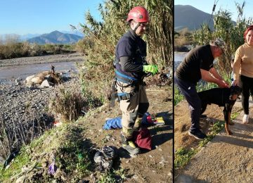 Rescataron a perro atrapado en islote del río en Quillota