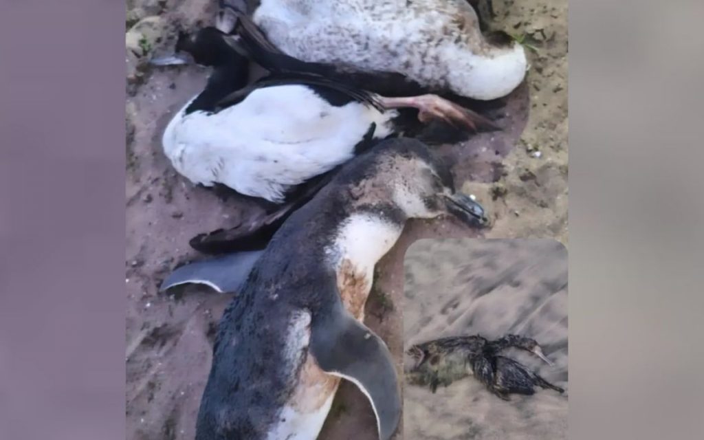 Solicitan investigar hallazgo de aves muertas en Pichicuy