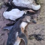 Solicitan investigar hallazgo de aves muertas en Pichicuy