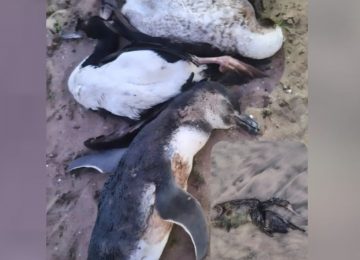 Solicitan investigar hallazgo de aves muertas en Pichicuy