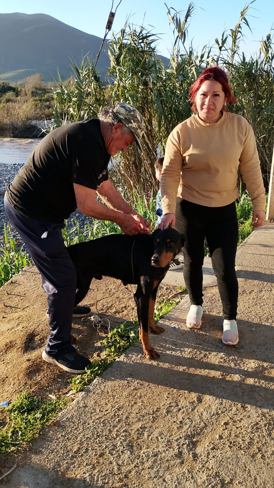 Rescataron a perro atrapado en islote del río en Quillota