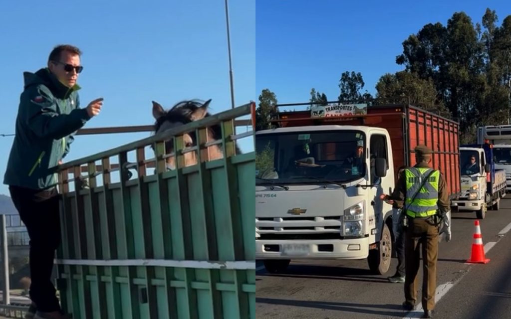 Fiscalizan el transporte de carga de animales en la Ruta 5 Norte