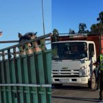 Fiscalizan el transporte de carga de animales en la Ruta 5 Norte