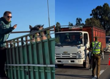 Fiscalizan el transporte de carga de animales en la Ruta 5 Norte