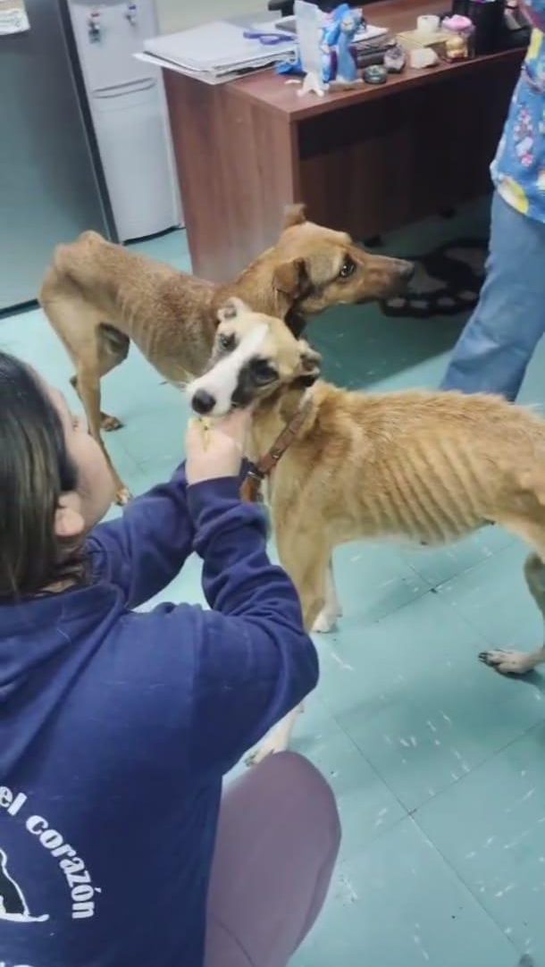 La Calera Perrito necesita hallar un hogar temporal o definitivo antes de fin de mes