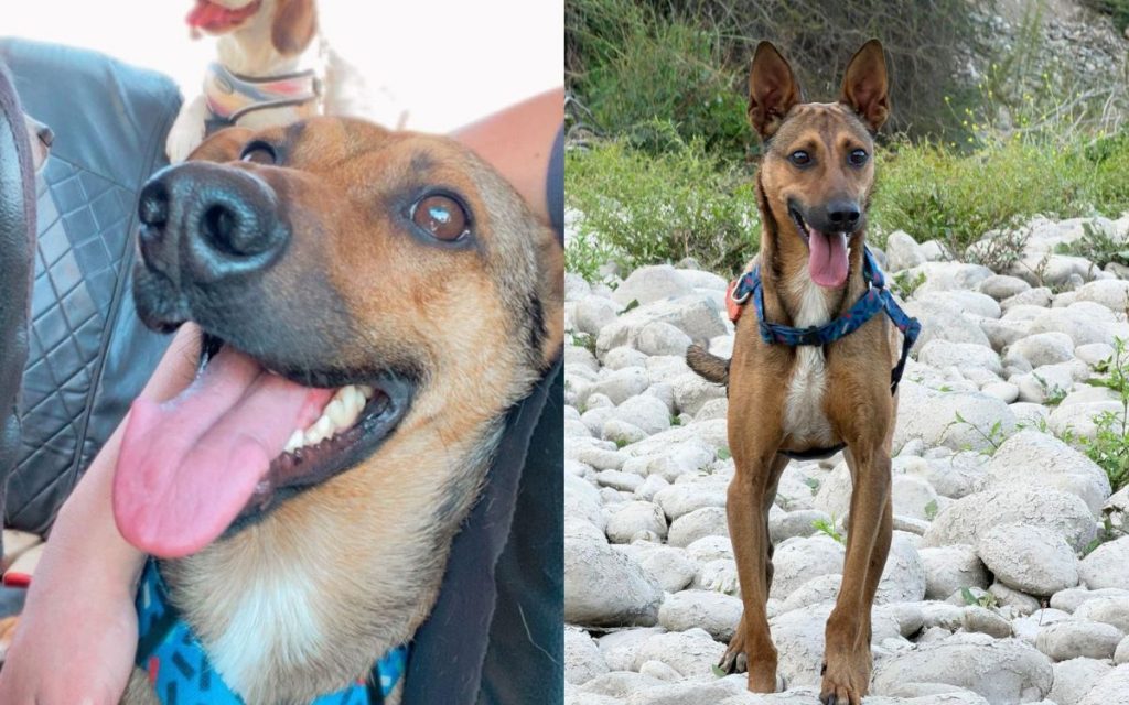 La Calera: Perrito necesita hallar un hogar temporal o definitivo antes de fin de mes