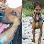 La Calera: Perrito necesita hallar un hogar temporal o definitivo antes de fin de mes