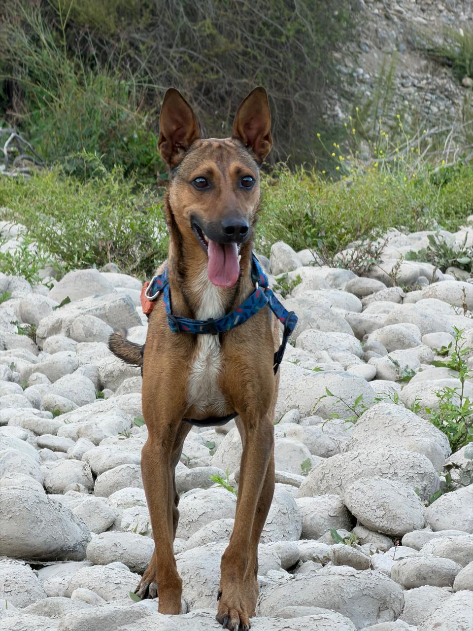 La Calera Perrito necesita hallar un hogar temporal o definitivo antes de fin de mes