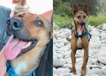 La Calera: Perrito necesita hallar un hogar temporal o definitivo antes de fin de mes