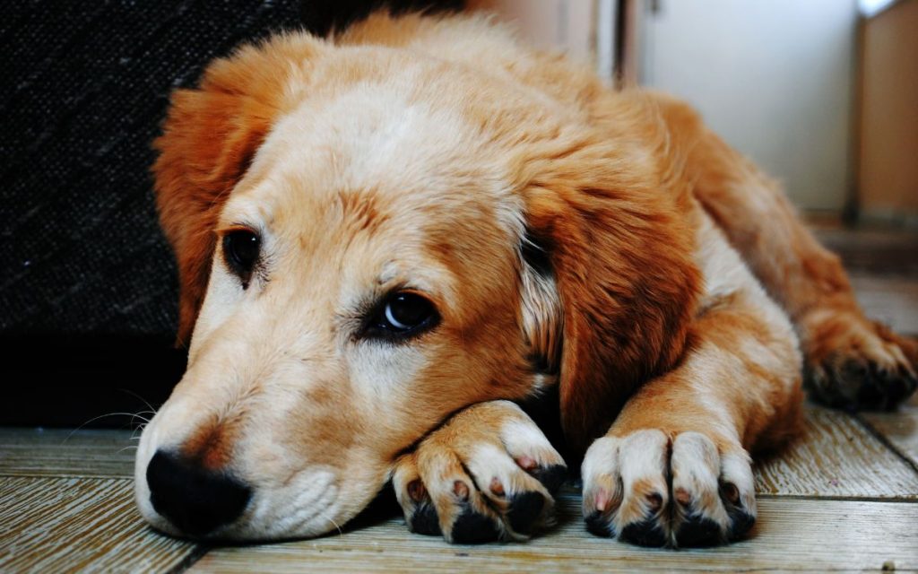 Lo que se sabe del brote de distemper en Quillota
