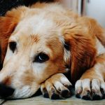 Lo que se sabe del brote de distemper en Quillota