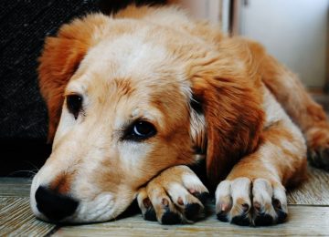 Lo que se sabe del brote de distemper en Quillota