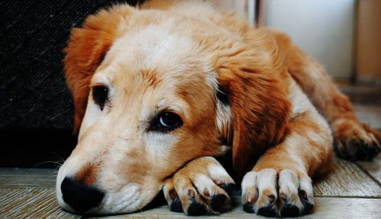 Lo que se sabe del brote de distemper en Quillota