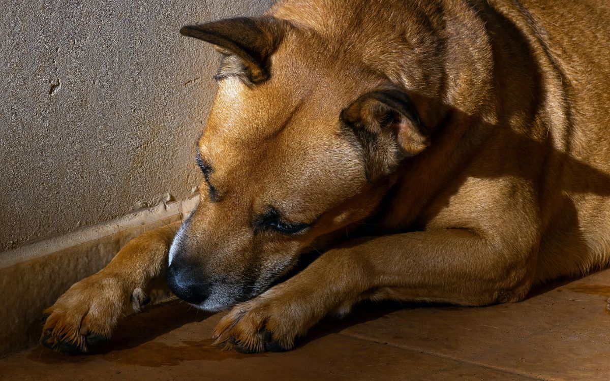 Lo que se sabe del brote de distemper en Quillota