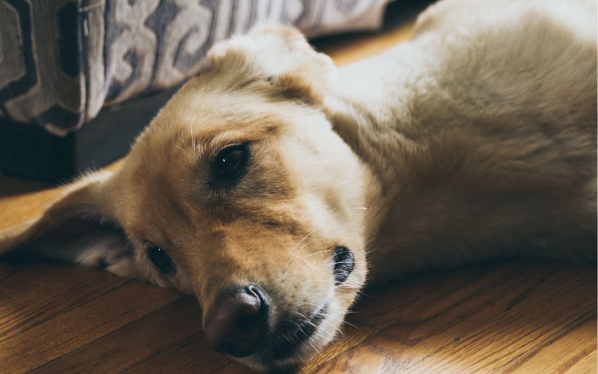 Lo que se sabe del brote de distemper en Quillota
