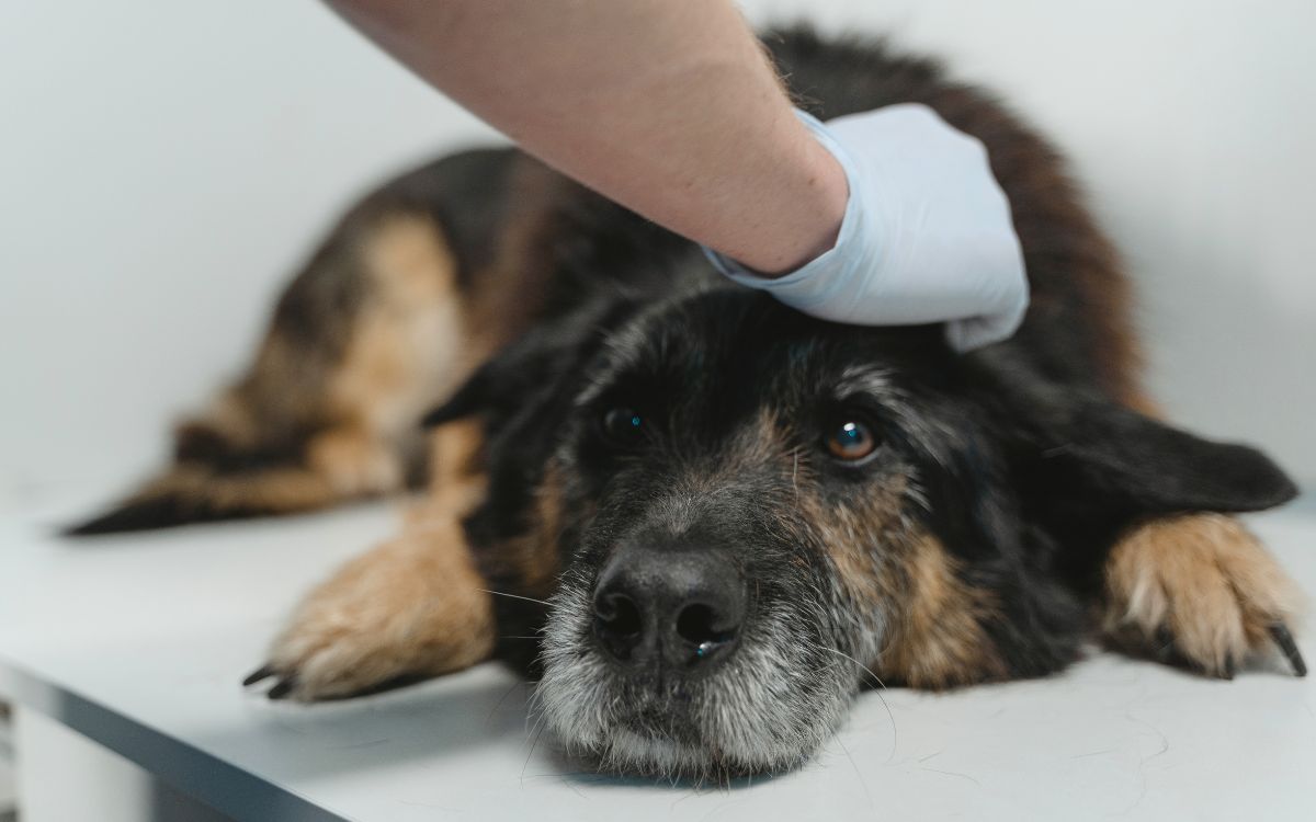 Lo que se sabe del brote de distemper en Quillota