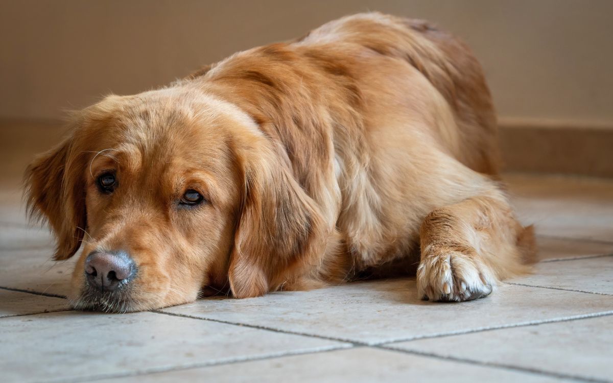 Lo que se sabe del brote de distemper en Quillota