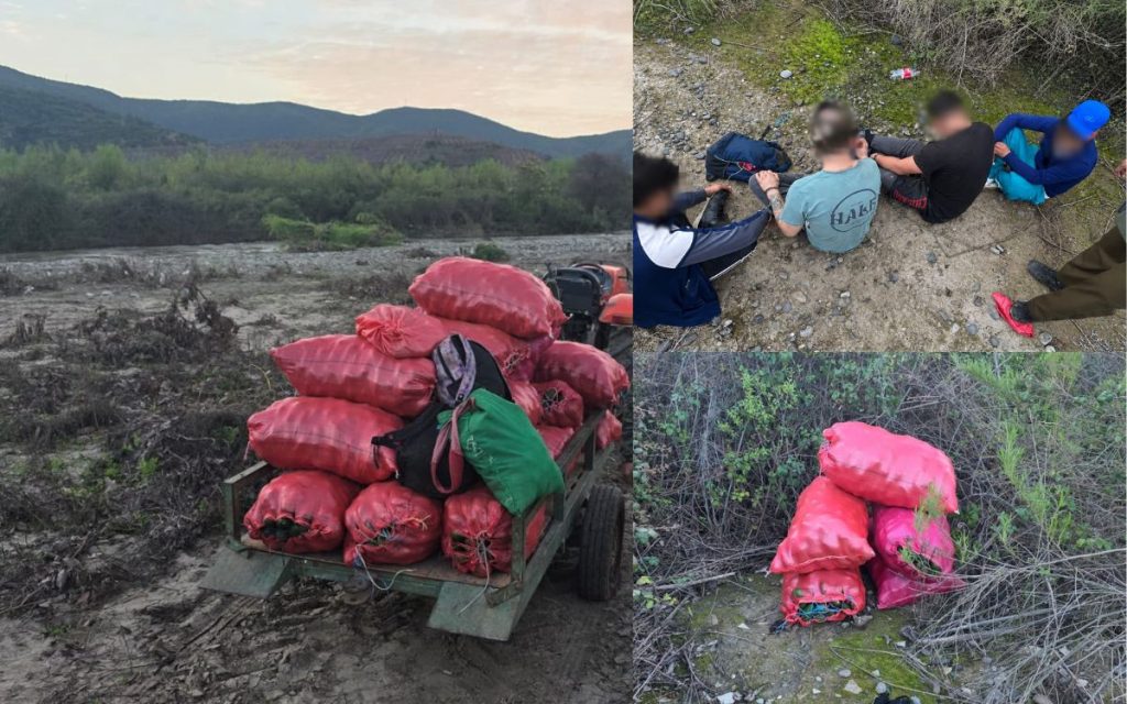 Los pillaron robando casi 3.000 kilos de paltas en La Cruz