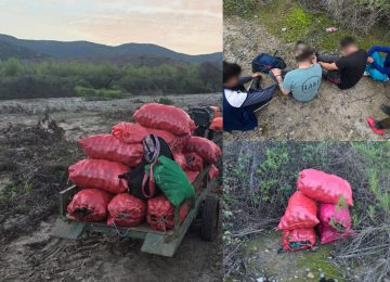 Los pillaron robando casi 3.000 kilos de paltas en La Cruz