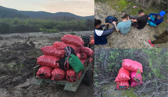 Los pillaron robando casi 3.000 kilos de paltas en La Cruz