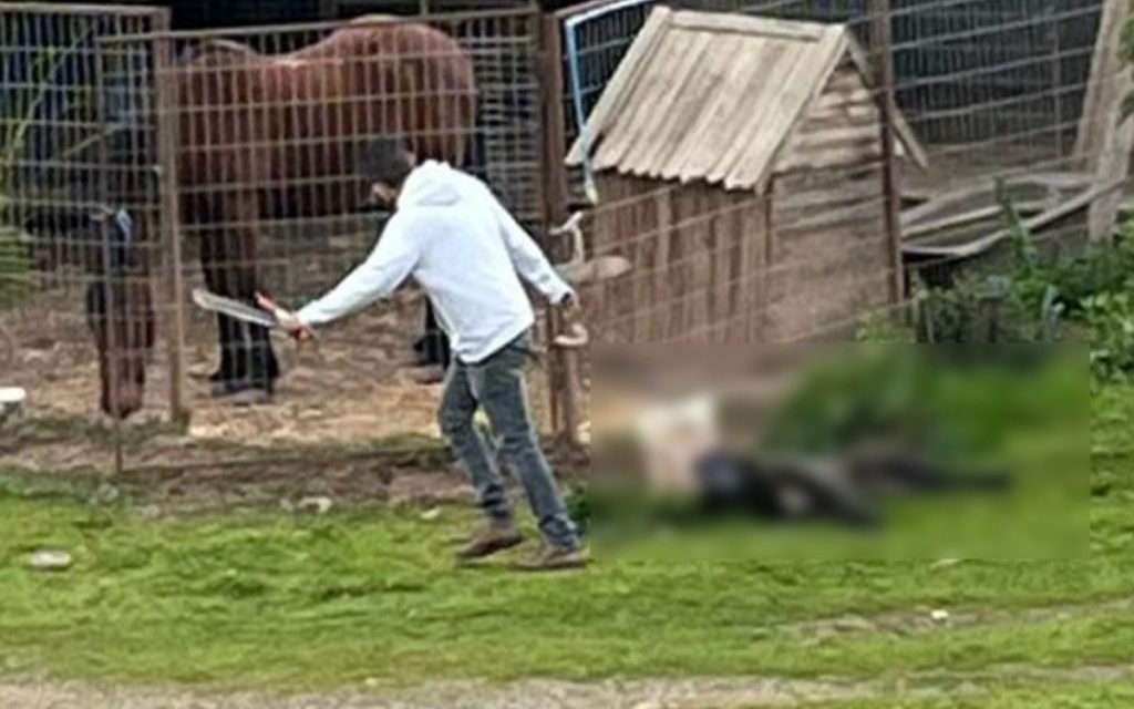 Médico queda impedido de por vida a tener mascotas tras maltrato en La Ligua