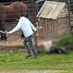 Médico queda impedido de por vida a tener mascotas tras maltrato en La Ligua
