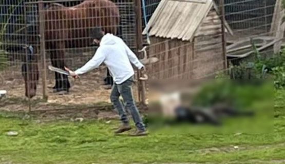Médico queda impedido de por vida a tener mascotas tras maltrato en La Ligua