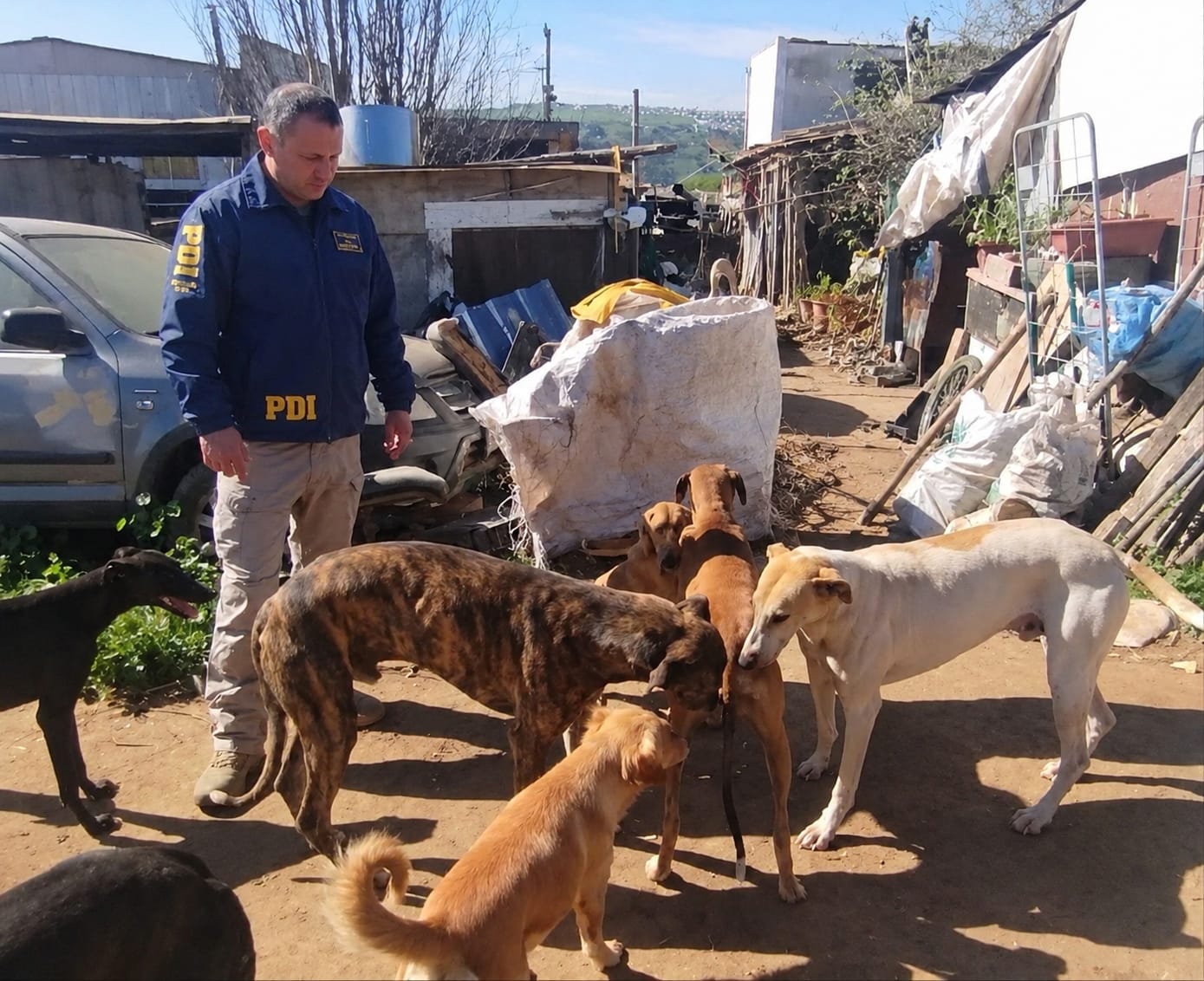 Rescate de cuatro galgos en San Antonio: PDI detiene a dueño por maltrato animal