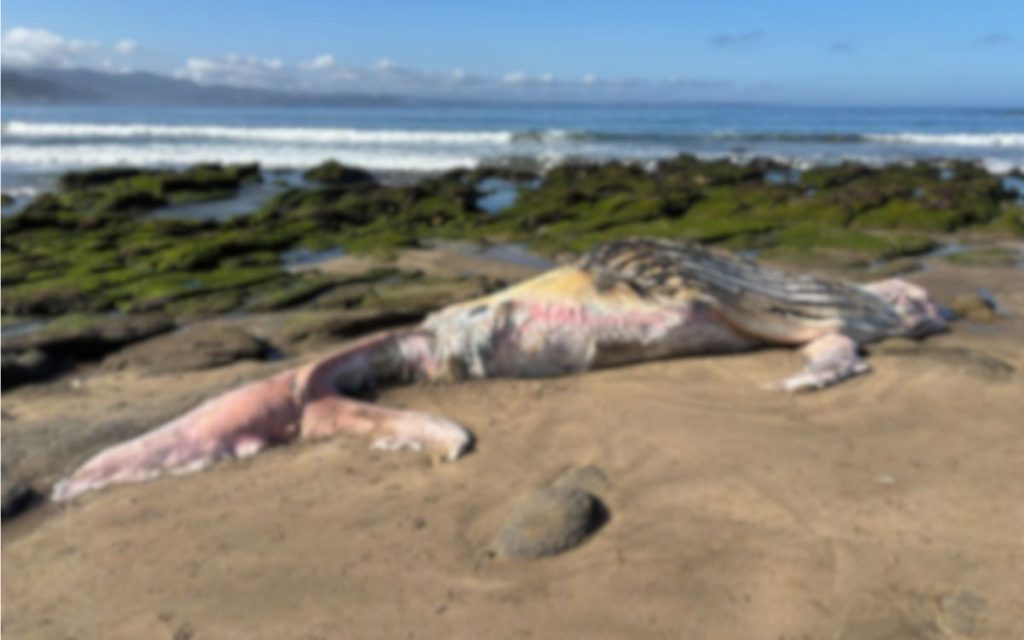 Encuentran ballena jorobada muerta en playa de Cachagua