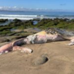 Encuentran ballena jorobada muerta en playa de Cachagua