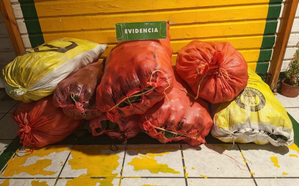 Frustran el robo de 800 kilos de paltas en La Cruz