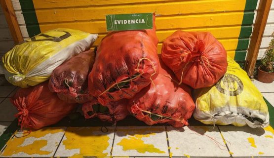 Frustran el robo de 800 kilos de paltas en La Cruz