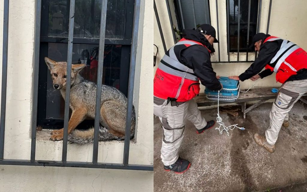 Rescatan a zorro de entre las rejas del gimnasio de Nogales