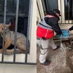 Rescatan a zorro de entre las rejas del gimnasio de Nogales